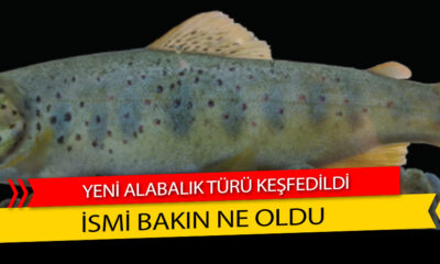 Türkiye’de Yeni Alabalık Türü Keşfedildi
