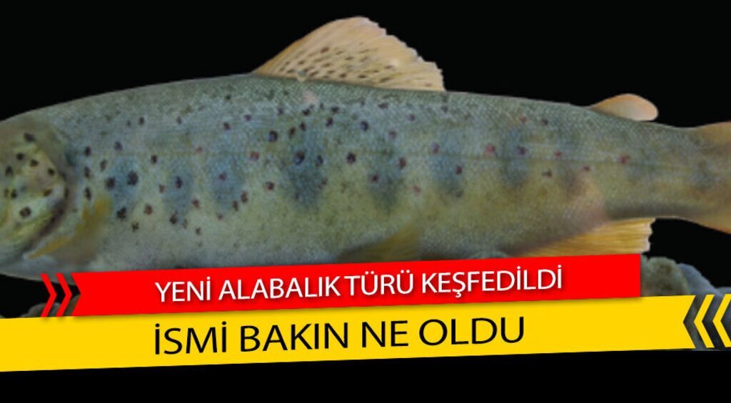 b a l i k e1712615400299