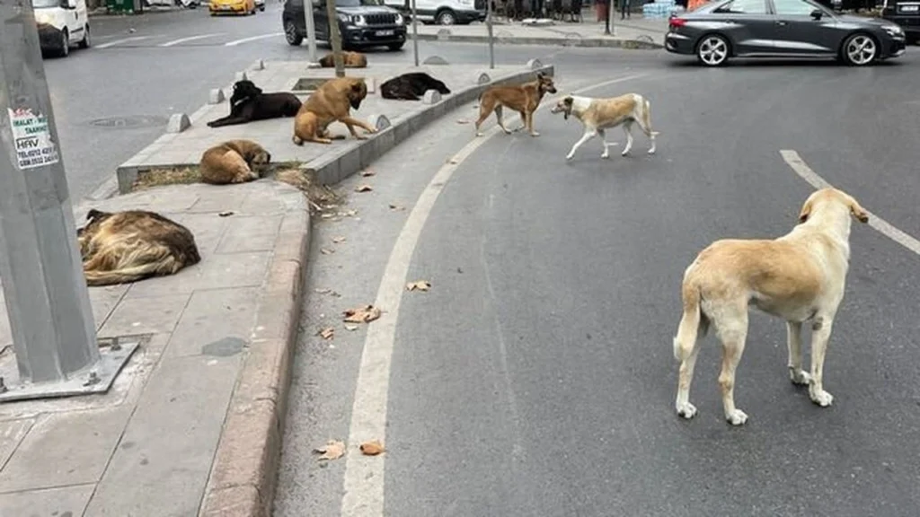 Başıboş köpek kanun teklifinin ilk 3 maddesi kabul edildi