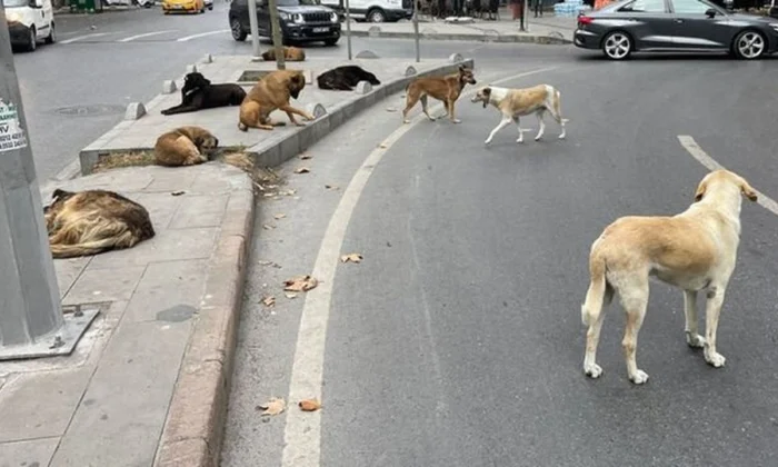 Başıboş köpeklere yönelik yasa teklifi meclise geldi