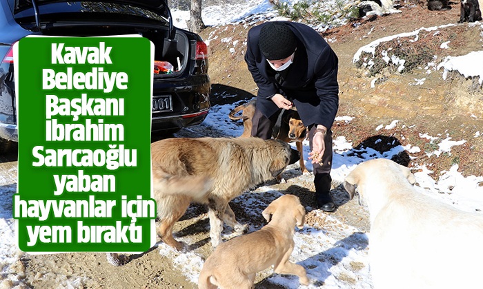 Başkan Sarıcaoğlu yaban hayvanlar için yem bıraktı
