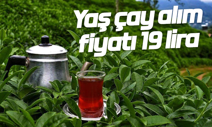 Yaş çay alım fiyatı 19 lira olarak açıklandı