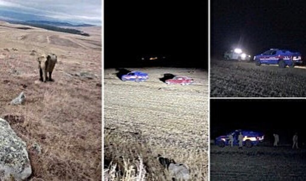 cobanin fil yalani ortaya cikti 1826