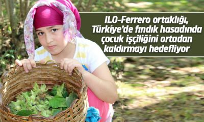 ILO-Ferrero ortaklığı, Türkiye’de fındık hasadında çocuk işçiliğini ortadan kaldırmayı hedefliyor
