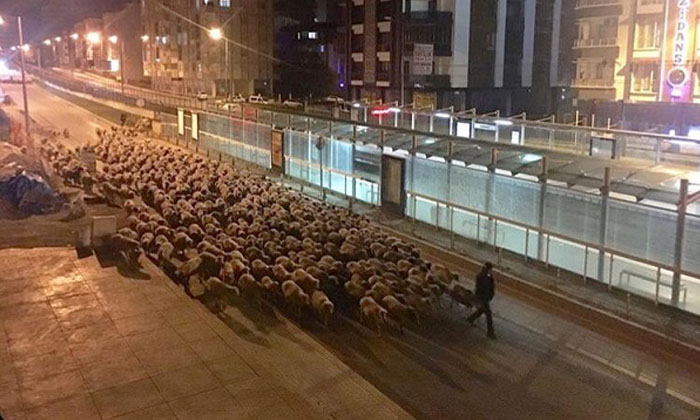Atakum’un caddelerinden koyun sürüsü geçti!