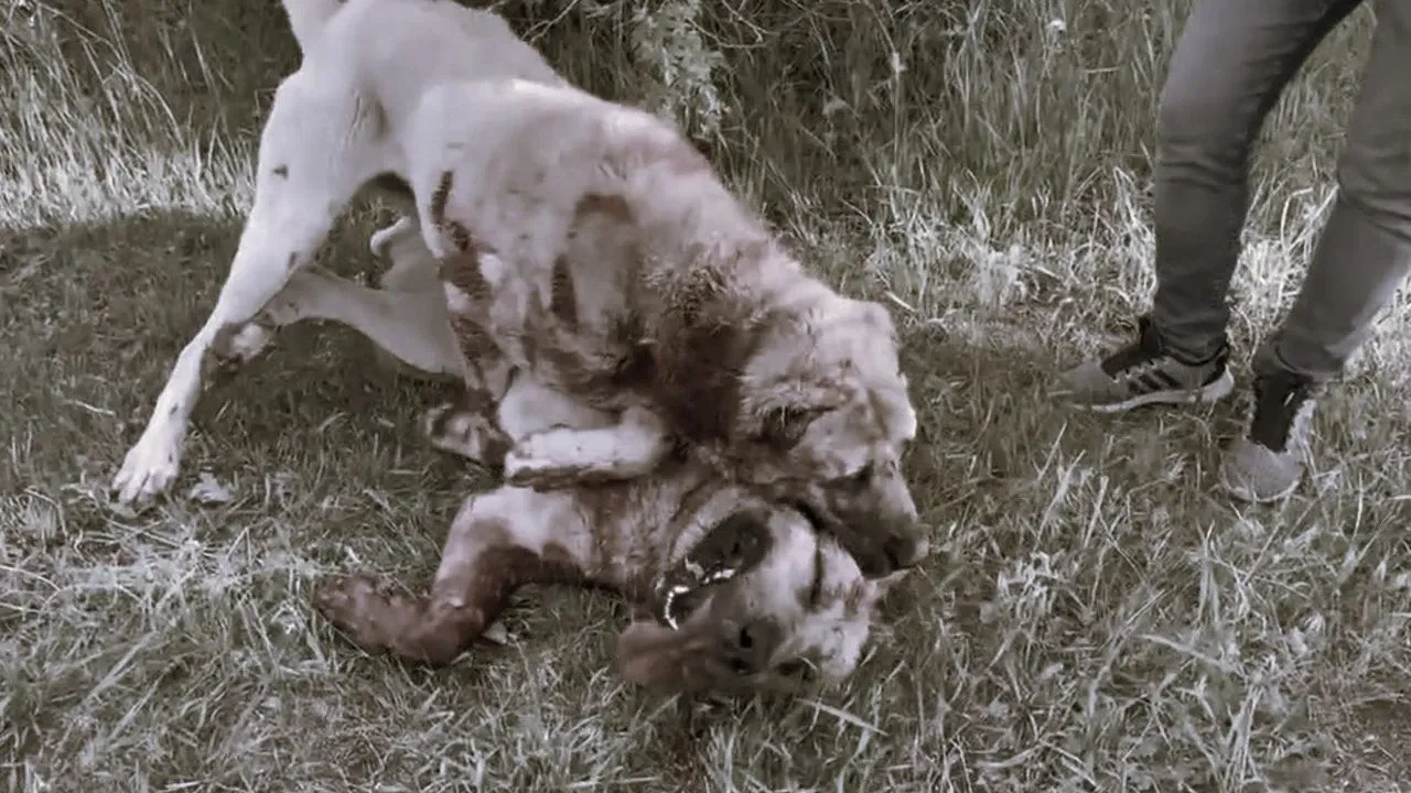 erzincanda kopeklere eziyet kan dondurdu.webp