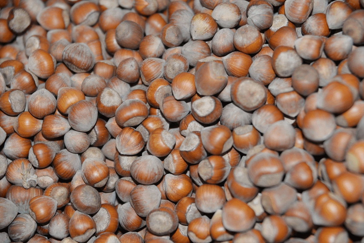 fındık fiyatı düştü