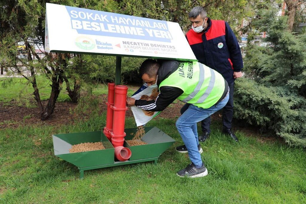 ilkadim sokak hayvanlkari