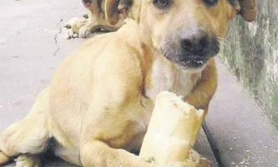 Güney Kore’de köpek eti yemek yasaklandı