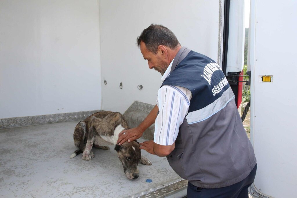 kopek ilkadim scaled