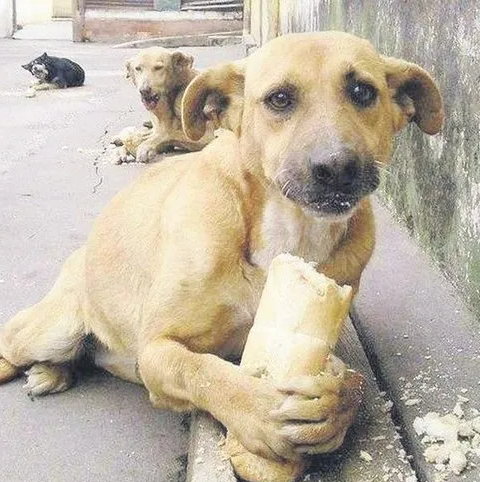 Güney Kore’de köpek eti yemek yasaklandı