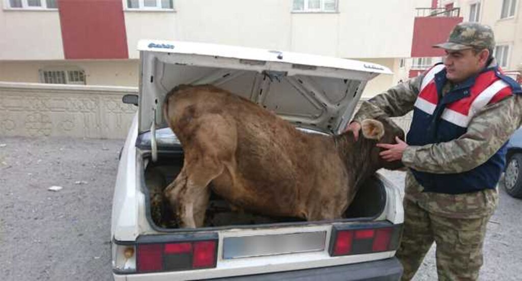 kurban hırsızları