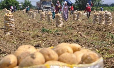 Domates ve patates fiyatları sabit tutulacak