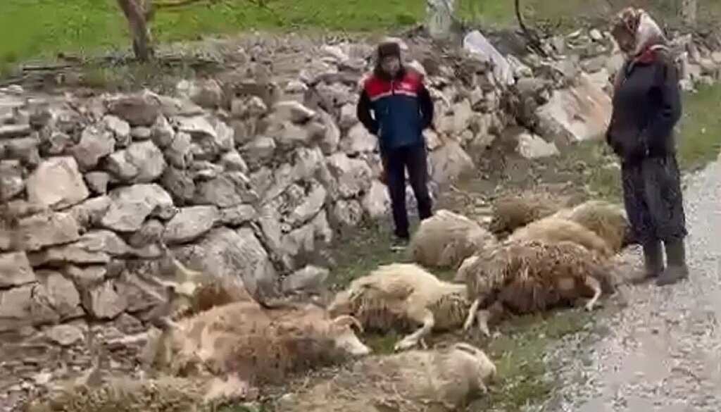 samet222 kopya kopya kopya kopya 1