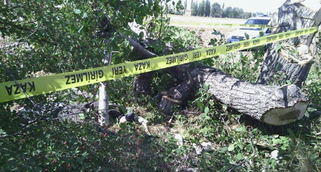samsun da oğlunun kestiği ağacın altında kalan kadın öldü