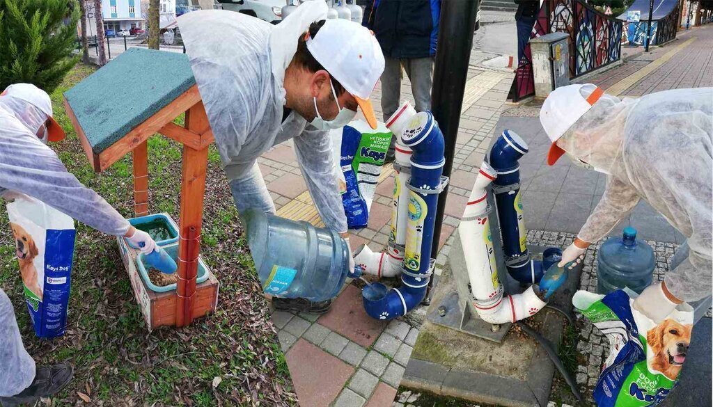 sokak hayvanlari 19 mayis