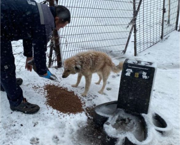 Balıkesir’de sokak ve yaban hayvanlarına mama desteği