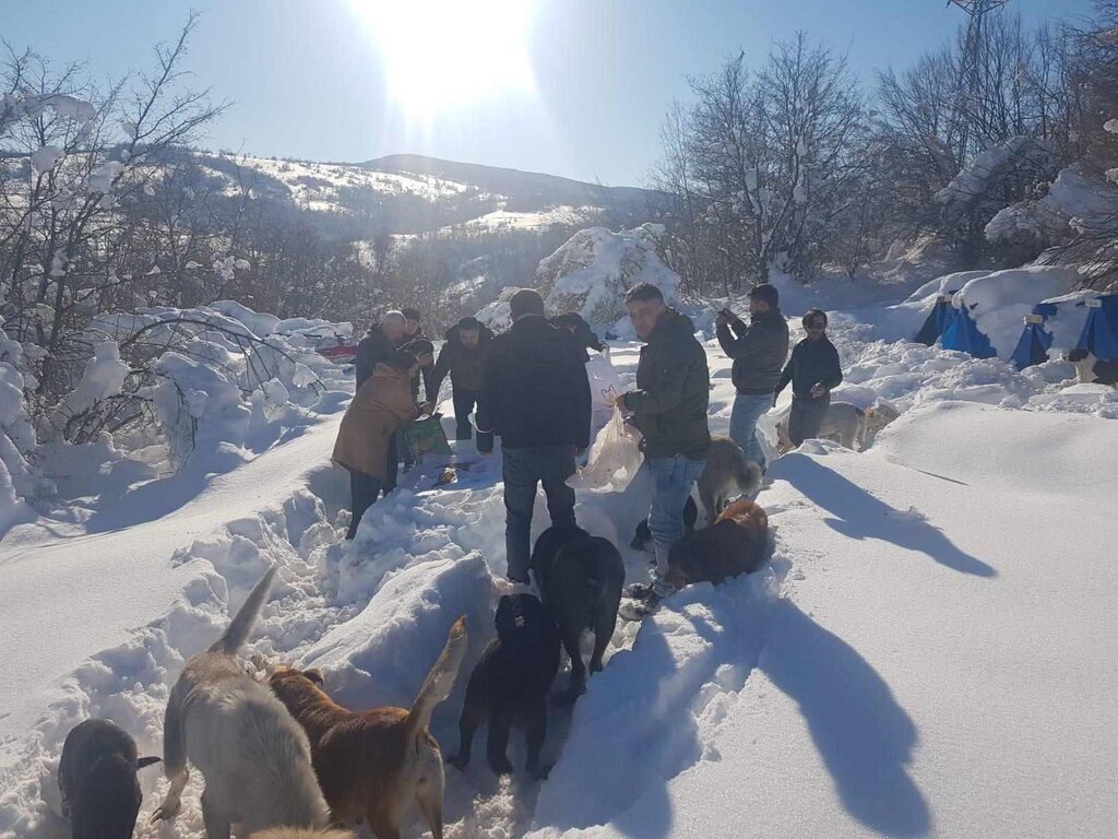 sokak hayvanlari deva