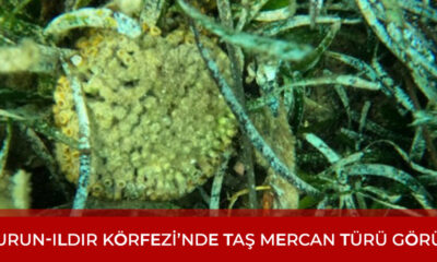 Karaburun’da Taş Mercan Türü Görüldü