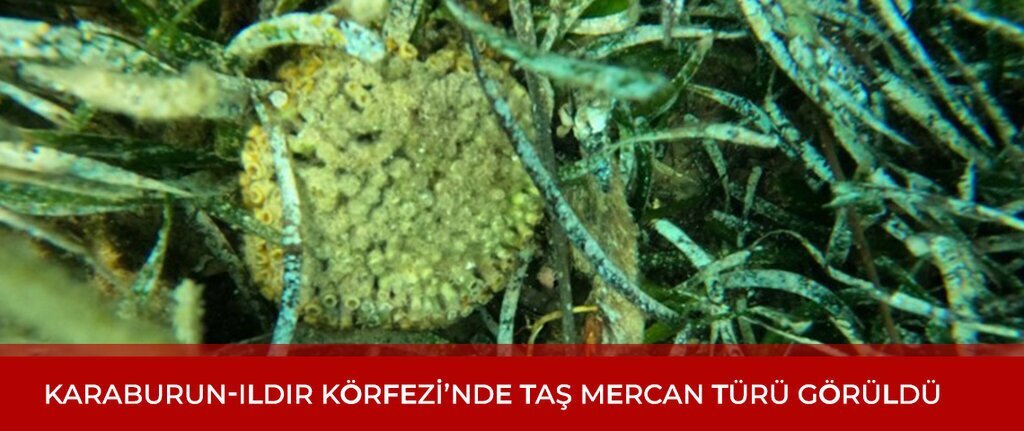 tasmercankaraburun