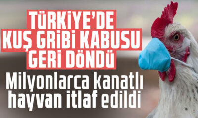 Türkiye’de kuş gribi kabusu geri döndü: Milyonlarca kanatlı hayvan itlaf edildi