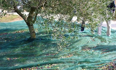 Girne’de zeytin toplama tarihleri açıklandı