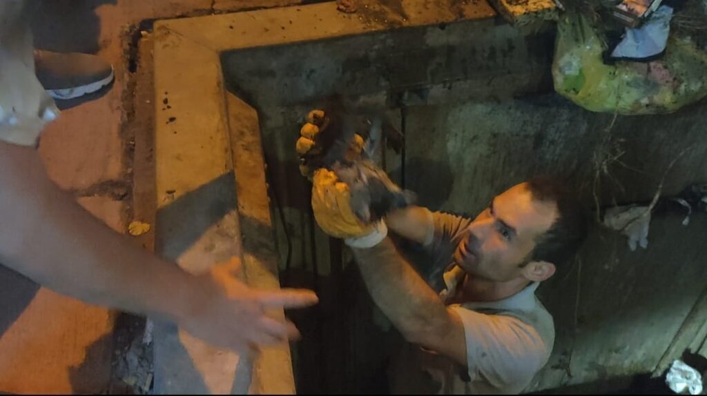 yavru kedinin yardimina